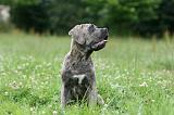 CANE CORSO 999
